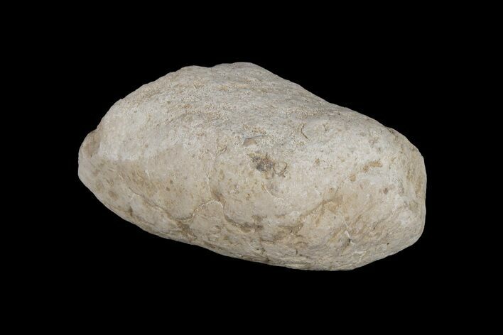 Cretaceous Fish Coprolite (Fossil Poop) - Kansas #216465